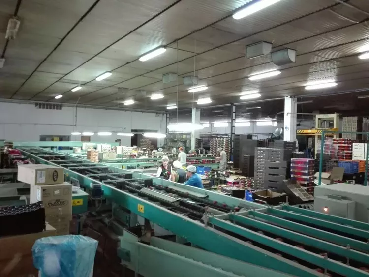 Sammons 4 Lines electronic sorting line