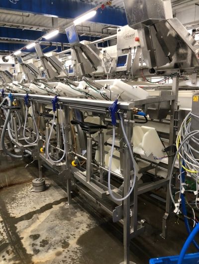 Marel Whitefish processing line