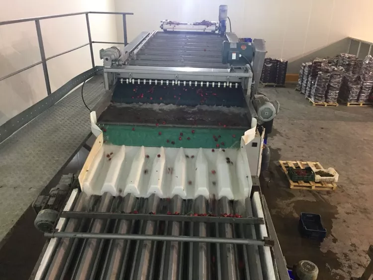 MAF Roda cherry sorting line