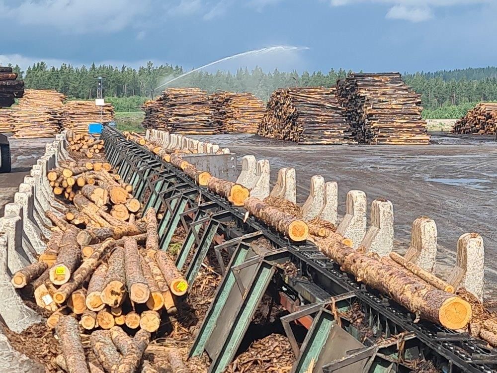 Rema Log Sorting line
