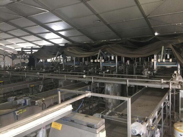 MAF RODA, Presorting and Packing Line for Round Fruit